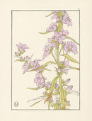 Jeannie Foord Pochoir Flower Print Campanula - Panteek Antique Prints