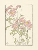 Jeannie Foord Pochoir Flower Print Chrysanthemum - Panteek Antique Prints