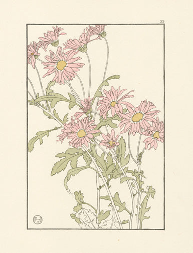 Jeannie Foord Pochoir Flower Print Chrysanthemum - Panteek Antique Prints