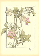 Jeannie Foord Pochoir Flower Print Cobia - Panteek Antique Prints