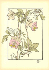 Jeannie Foord Pochoir Flower Print Cobia - Panteek Antique Prints