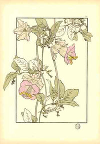 Jeannie Foord Pochoir Flower Print Cobia - Panteek Antique Prints