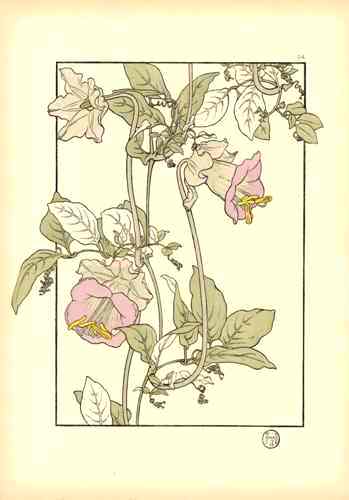 Jeannie Foord Pochoir Flower Print Cobia - Panteek Antique Prints