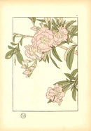 Jeannie Foord Pochoir Flower Print Diervilla Rosea - Panteek Antique Prints