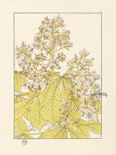 Jeannie Foord Pochoir Flower Print Horse Chestnut - Panteek Antique Prints