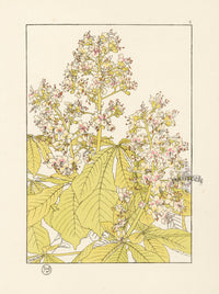 Jeannie Foord Pochoir Flower Print Horse Chestnut - Panteek Antique Prints