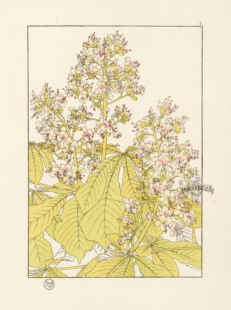 Jeannie Foord Pochoir Flower Print Horse Chestnut