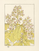 Jeannie Foord Pochoir Flower Print Horse Chestnut - Panteek Antique Prints