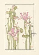 Jeannie Foord Pochoir Flower Print Iris Seed Pods - Panteek Antique Prints