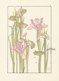 Jeannie Foord Pochoir Flower Print Iris Seed Pods - Panteek Antique Prints