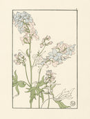 Jeannie Foord Pochoir Flower Print Larkspur - Panteek Antique Prints
