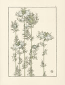 Jeannie Foord Pochoir Flower Print Love-in-a-Mist - Panteek Antique Prints