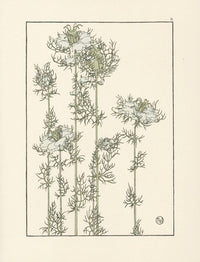 Jeannie Foord Pochoir Flower Print Love-in-a-Mist - Panteek Antique Prints