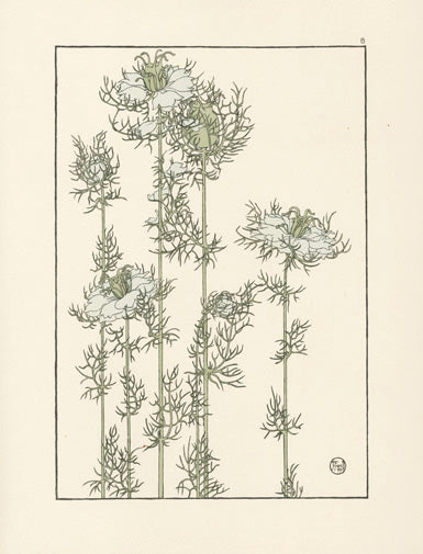 Jeannie Foord Pochoir Flower Print Love-in-a-Mist - Panteek Antique Prints