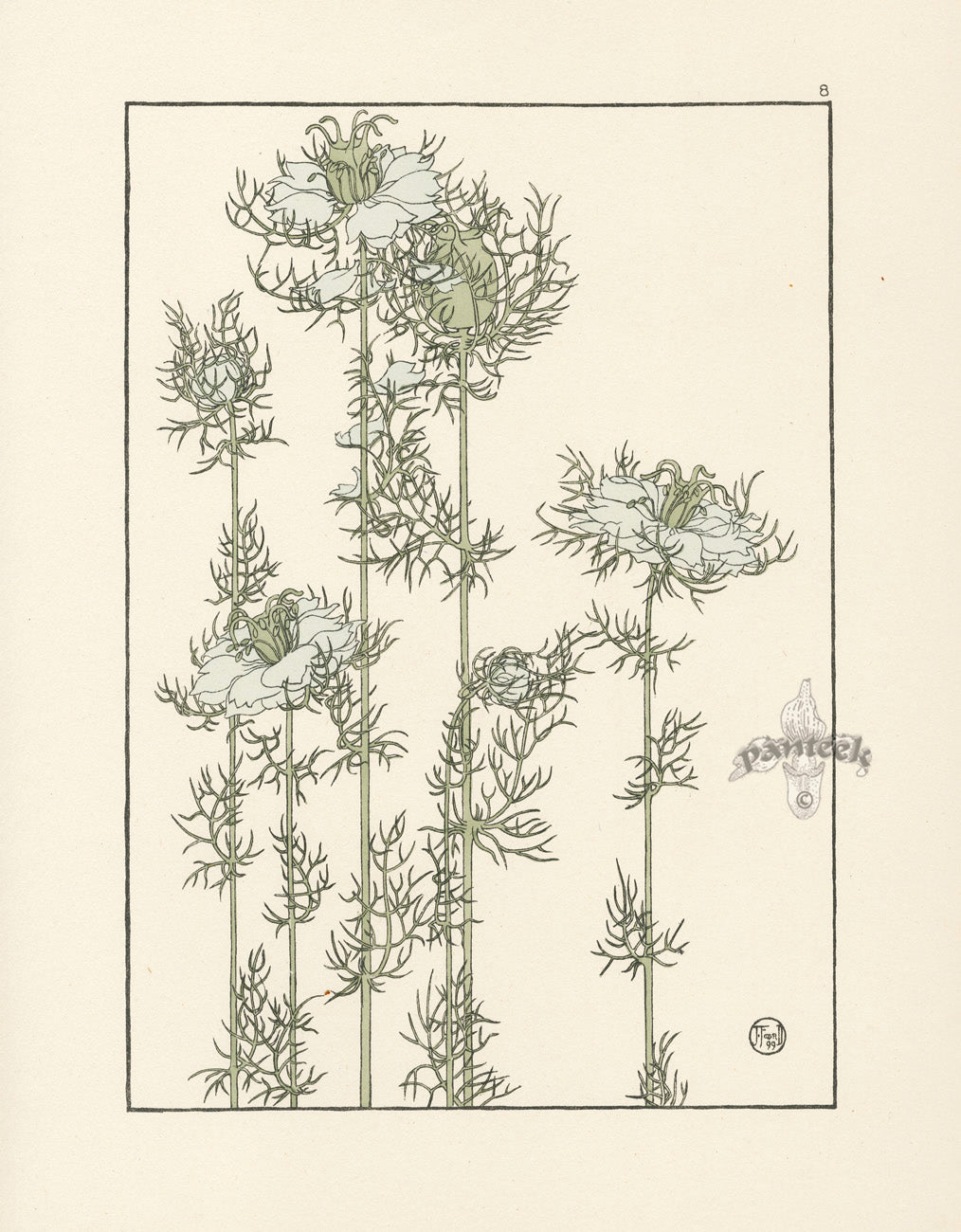 Jeannie Foord Pochoir Flower Print Love-in-a-Mist