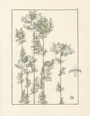 Jeannie Foord Pochoir Flower Print Love-in-a-Mist - Panteek Antique Prints