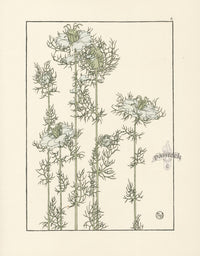 Jeannie Foord Pochoir Flower Print Love-in-a-Mist - Panteek Antique Prints