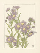 Jeannie Foord Pochoir Flower Print Michaelmas Daisy - Panteek Antique Prints