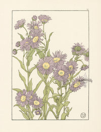 Jeannie Foord Pochoir Flower Print Michaelmas Daisy - Panteek Antique Prints