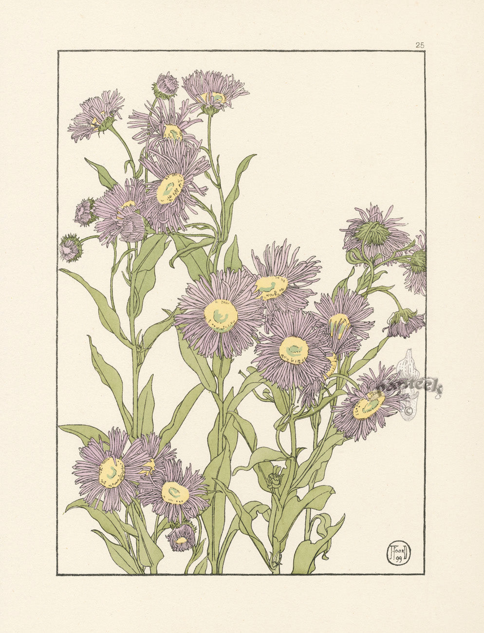 Jeannie Foord Pochoir Flower Print Michaelmas Daisy