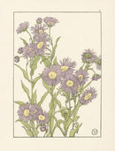 Jeannie Foord Pochoir Flower Print Michaelmas Daisy - Panteek Antique Prints
