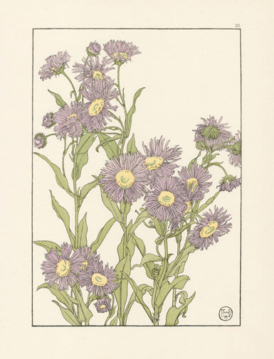 Jeannie Foord Pochoir Flower Print Michaelmas Daisy - Panteek Antique Prints