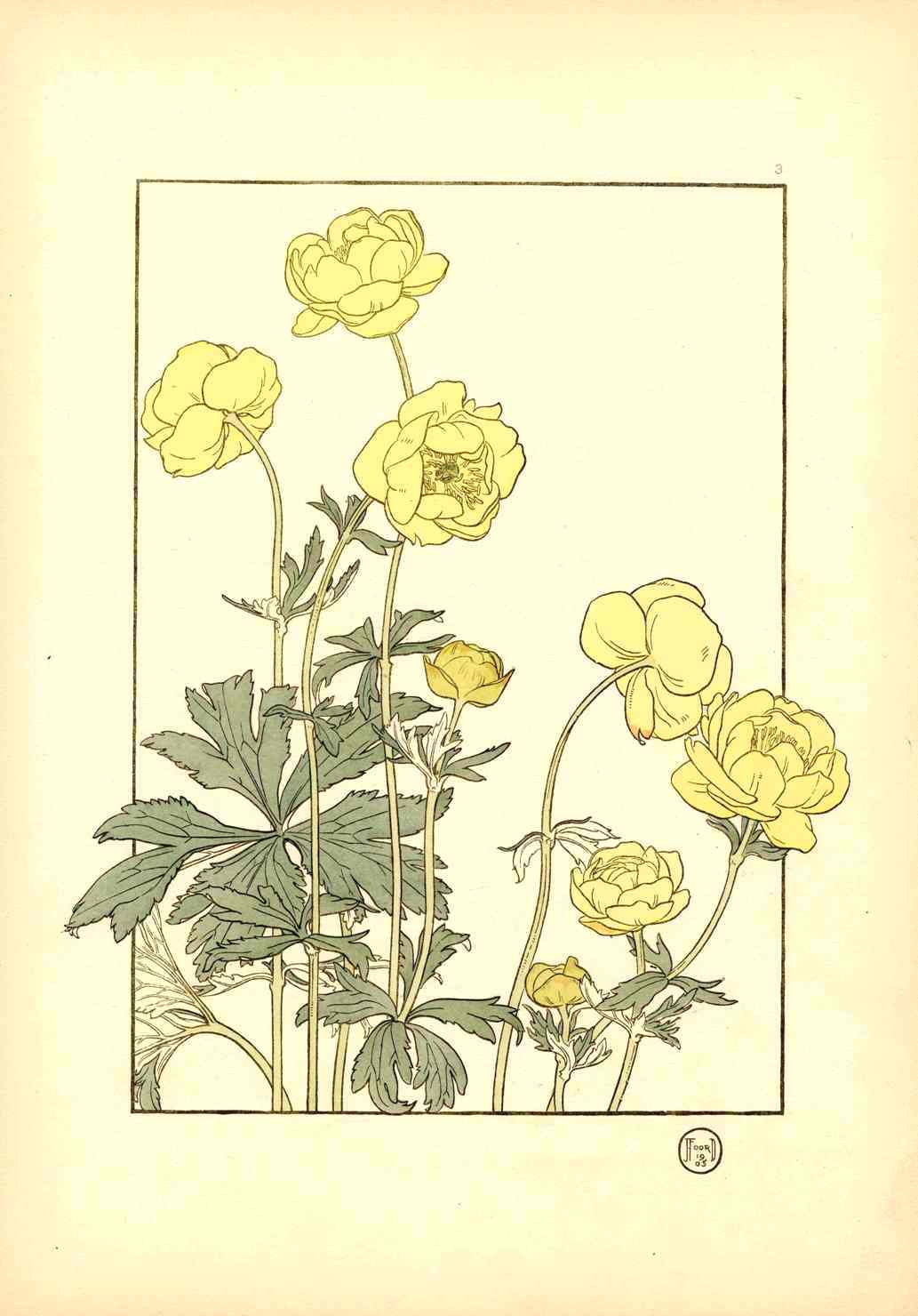 Jeannie Foord Pochoir Flower Print Mountain Ranunculus