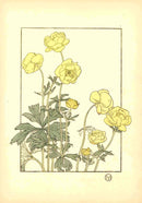 Jeannie Foord Pochoir Flower Print Mountain Ranunculus - Panteek Antique Prints