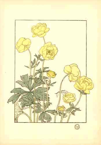 Jeannie Foord Pochoir Flower Print Mountain Ranunculus