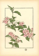 Jeannie Foord Pochoir Flower Print Oleander - Panteek Antique Prints