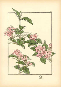 Jeannie Foord Pochoir Flower Print Oleander - Panteek Antique Prints