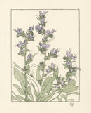 Jeannie Foord Pochoir Flower Print Plumbago - Panteek Antique Prints