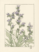 Jeannie Foord Pochoir Flower Print Plumbago - Panteek Antique Prints