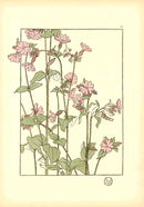 Jeannie Foord Pochoir Flower Print Red Campion - Panteek Antique Prints