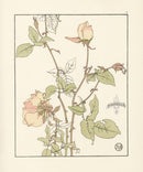 Jeannie Foord Pochoir Flower Print Rose Safrano - Panteek Antique Prints