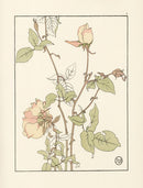 Jeannie Foord Pochoir Flower Print Rose Safrano - Panteek Antique Prints