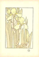 Jeannie Foord Pochoir Flower Print Yellow Iris - Panteek Antique Prints