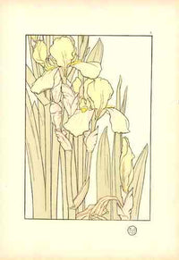 Jeannie Foord Pochoir Flower Print Yellow Iris - Panteek Antique Prints