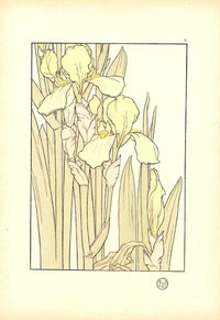 Jeannie Foord Pochoir Flower Print Yellow Iris - Panteek Antique Prints