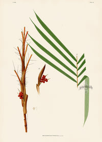 João Barbosa Rodrigues Folio Palm Print Amylocarpus settipinnatus - Panteek Antique Prints