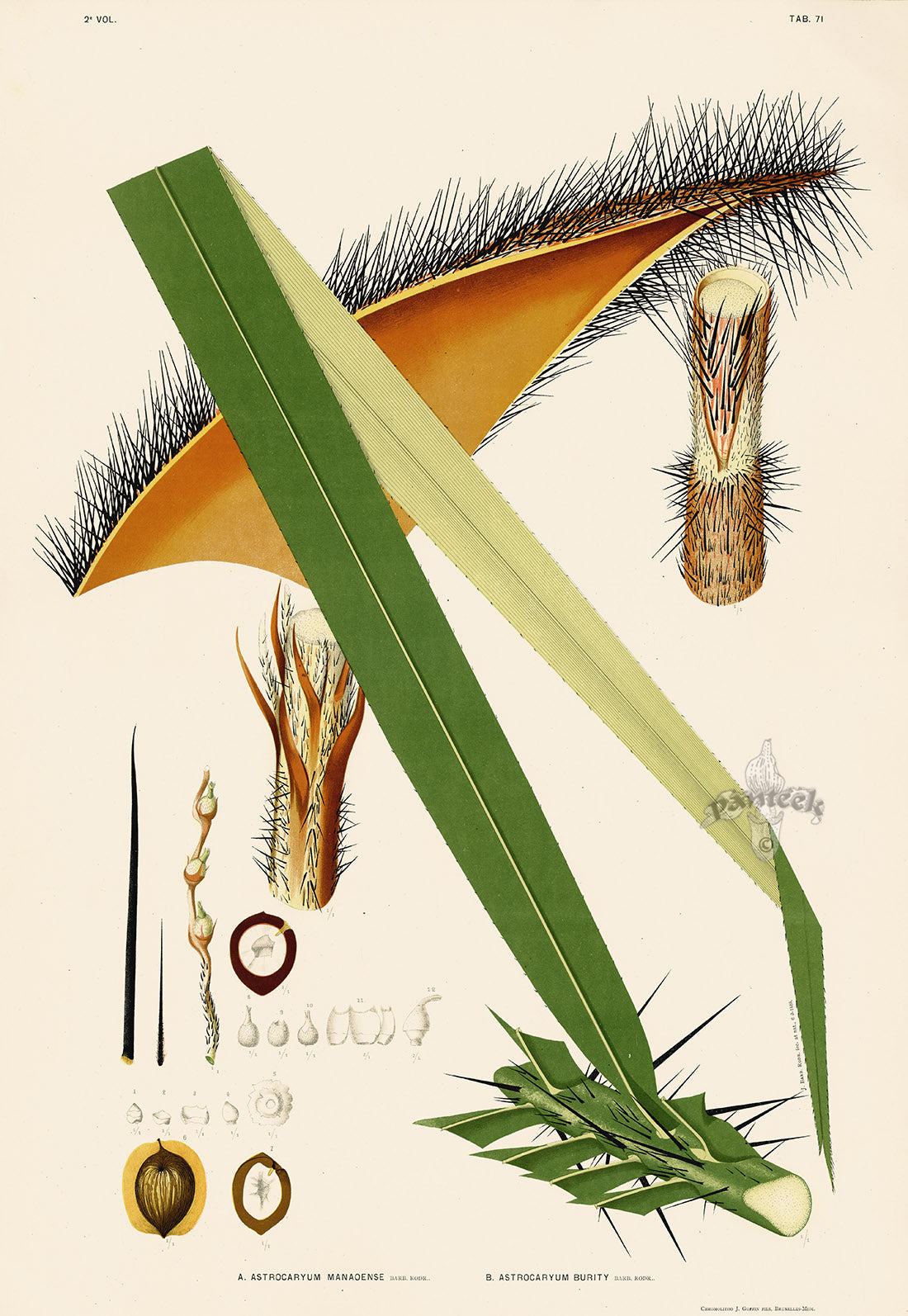 João Barbosa Rodrigues Folio Palm Print Astrocaryum manaoense, burity