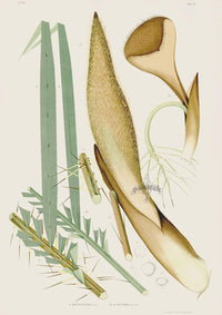 João Barbosa Rodrigues Folio Palm Print Bactris setosa - Panteek Antique Prints