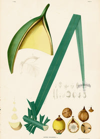 João Barbosa Rodrigues Folio Palm Print Barbosa pseudococos - Panteek Antique Prints