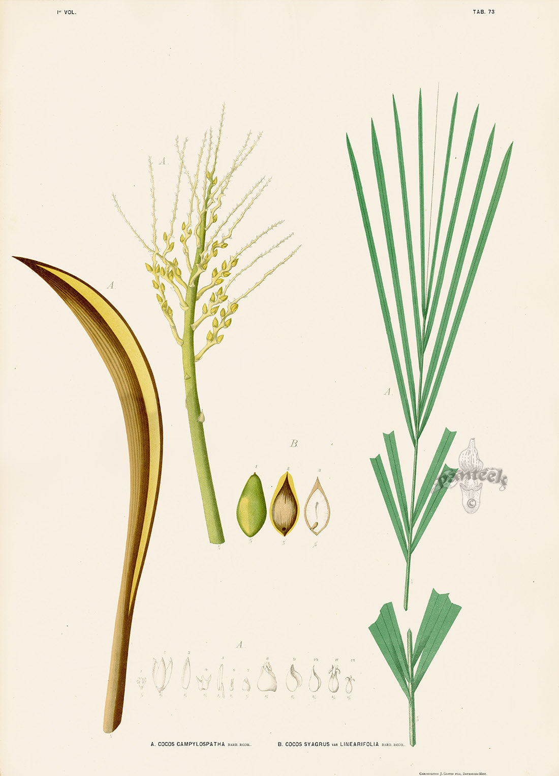 João Barbosa Rodrigues Folio Palm Print Cocos campylospatha & syagrus