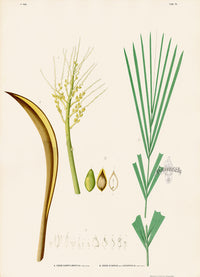 João Barbosa Rodrigues Folio Palm Print Cocos campylospatha & syagrus - Panteek Antique Prints