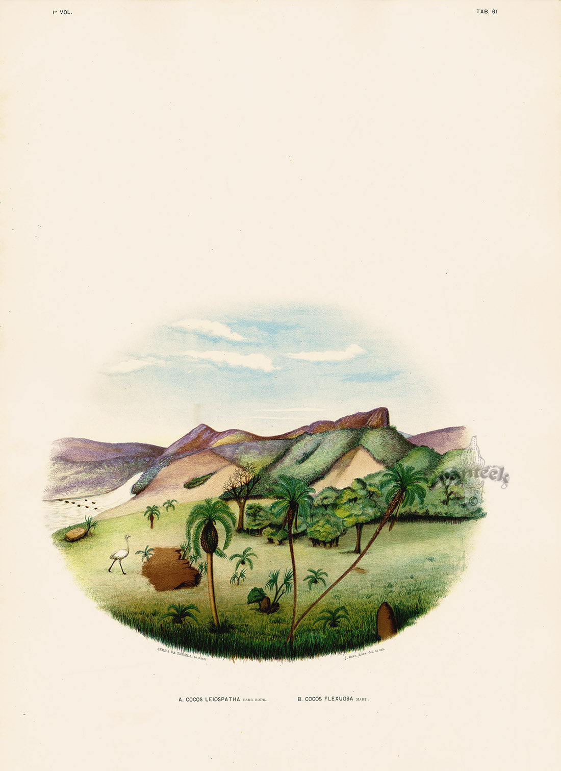 João Barbosa Rodrigues Folio Palm Print Cocos leiospatha & flexuosa