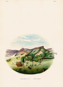 João Barbosa Rodrigues Folio Palm Print Cocos leiospatha & flexuosa - Panteek Antique Prints