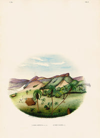 João Barbosa Rodrigues Folio Palm Print Cocos leiospatha & flexuosa - Panteek Antique Prints