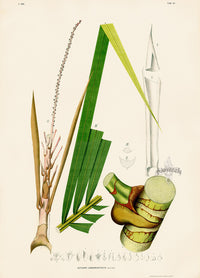 João Barbosa Rodrigues Folio Palm Print Euterpe longibracteata - Panteek Antique Prints