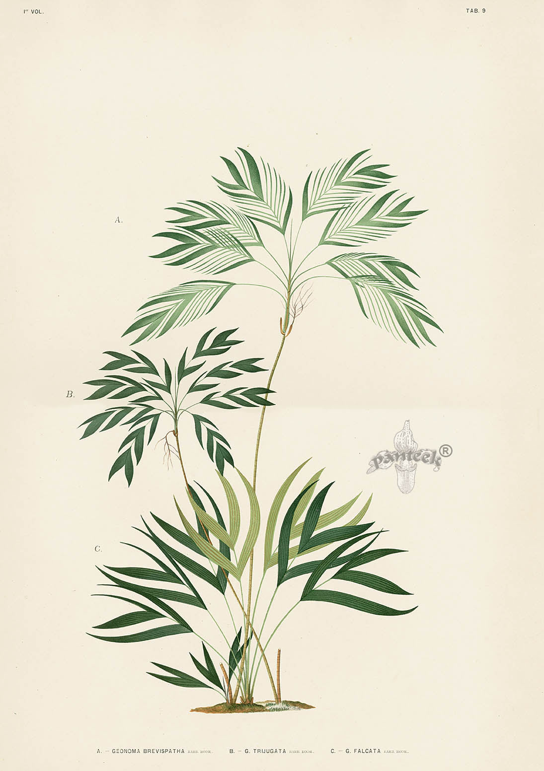 João Barbosa Rodrigues Folio Palm Print Geonoma Bevispatha